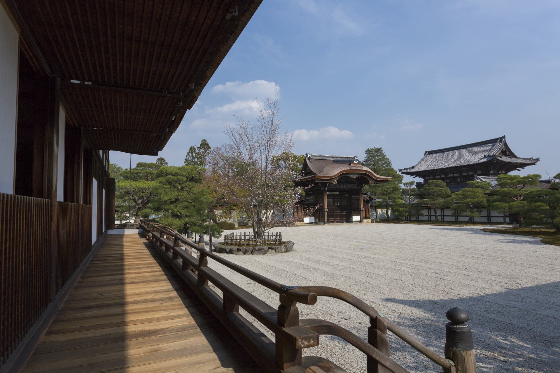 京都必遊賞櫻景點，世界文化遺產【仁和寺】的御室櫻。 | 好運日本行