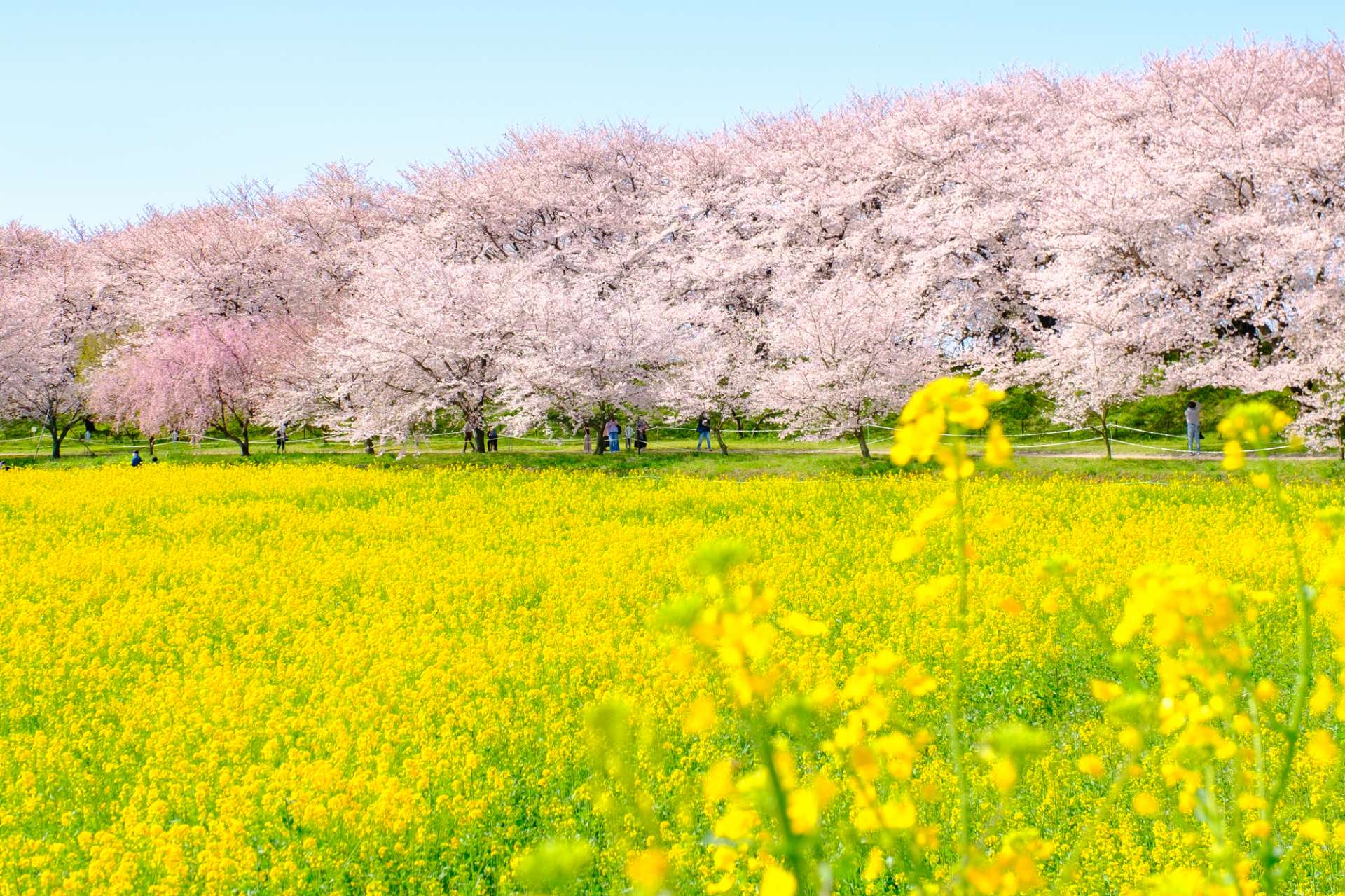 Hasuda Great Access from Tokyo! Let’s Visit Saitama City’s Many Sightseeing ...