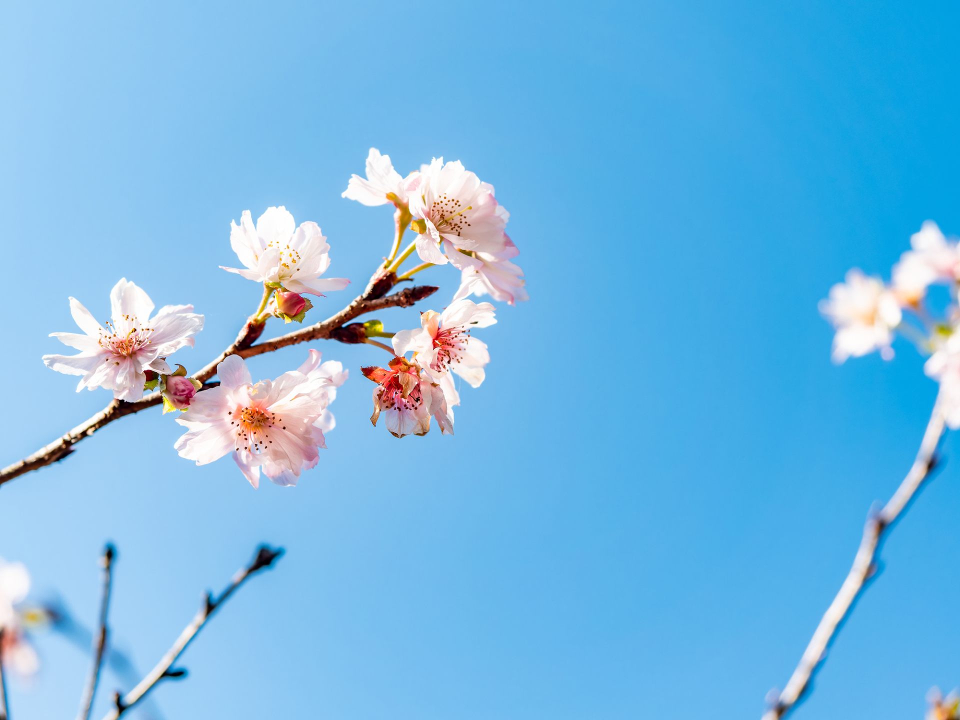 「櫻花」對日本人意味著什麼? 從歷史和雜學中探究櫻花和日本人的密切關係! | 好運日本行