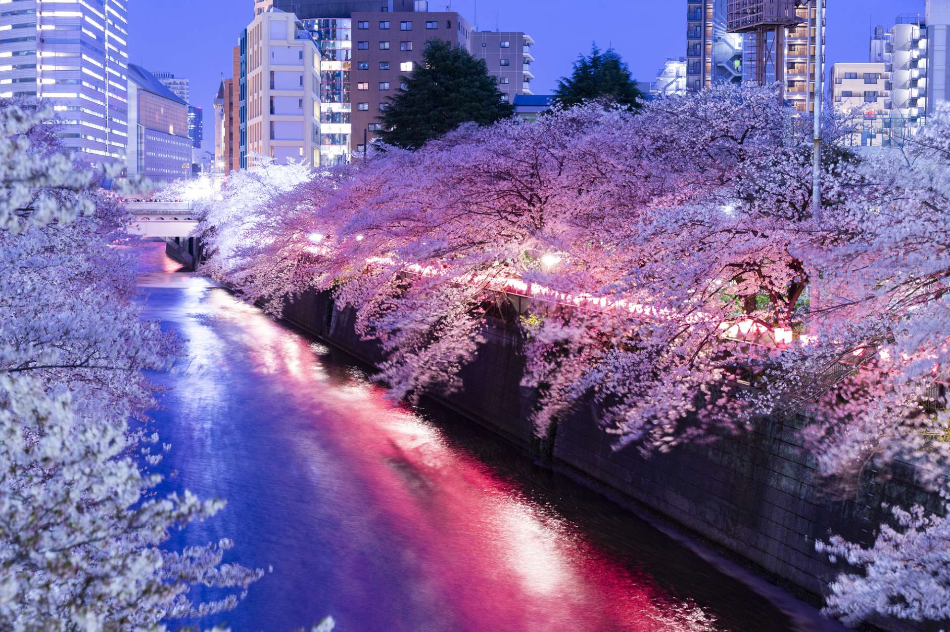 お花見だけじゃない!目黒川の魅力を満喫できる観光ガイド | GOOD LUCK TRIP