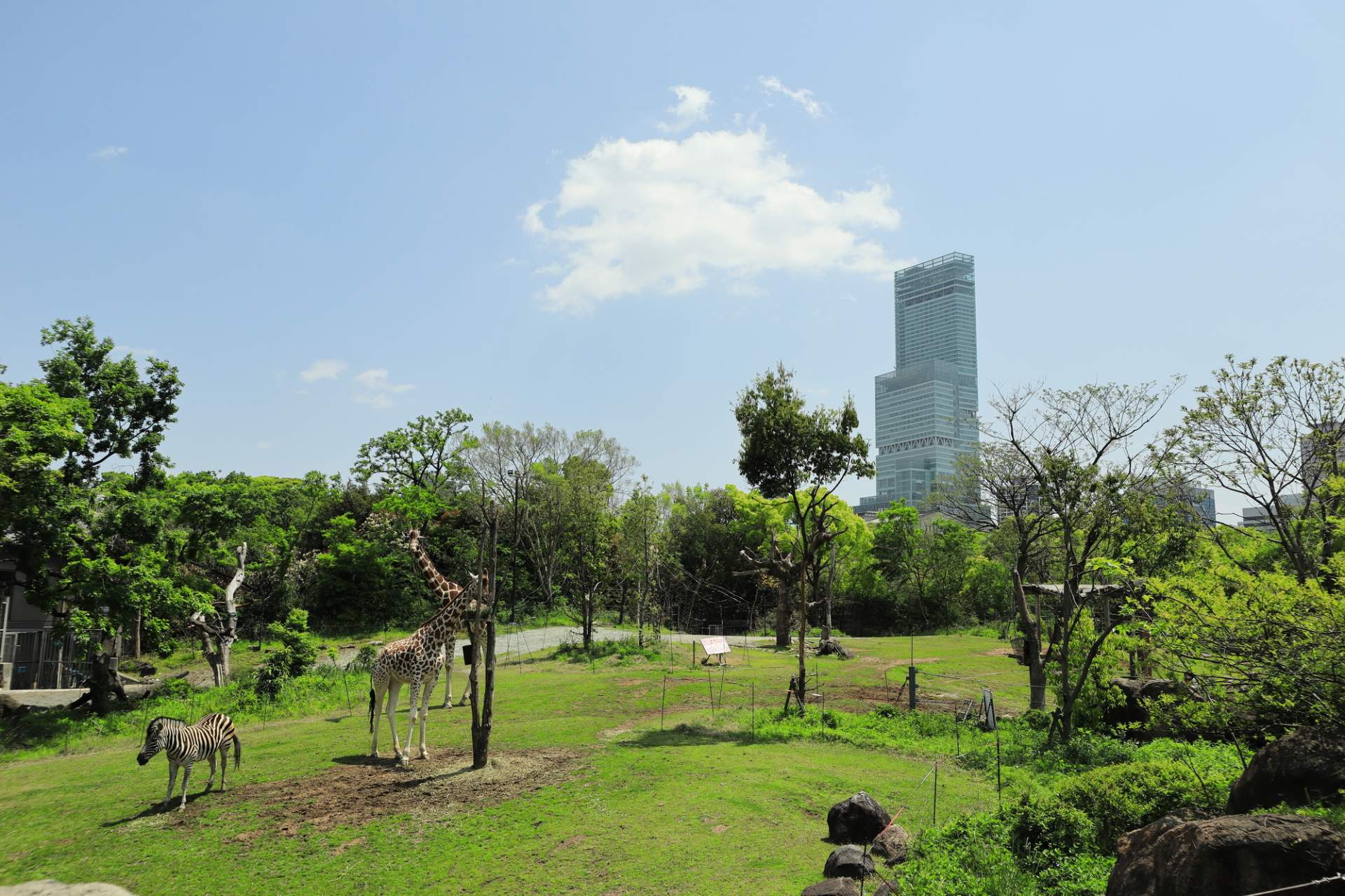 大阪の中心で動物に癒される!天王寺動物園の観光ガイド | GOOD LUCK TRIP