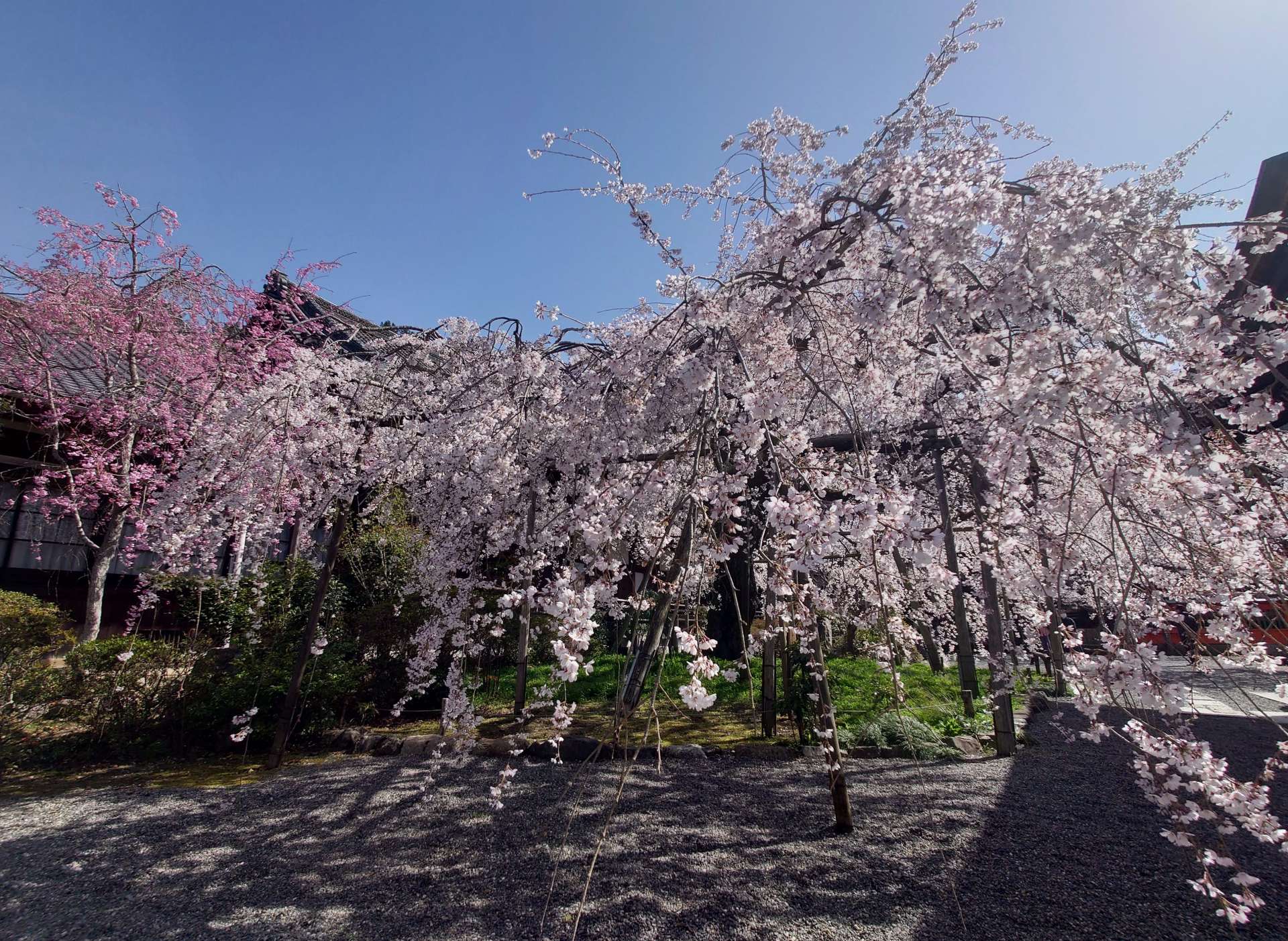 毘沙門堂門跡 - 景點指南、常見問題、星評、周邊景點 & 交通資訊 | 好運日本行